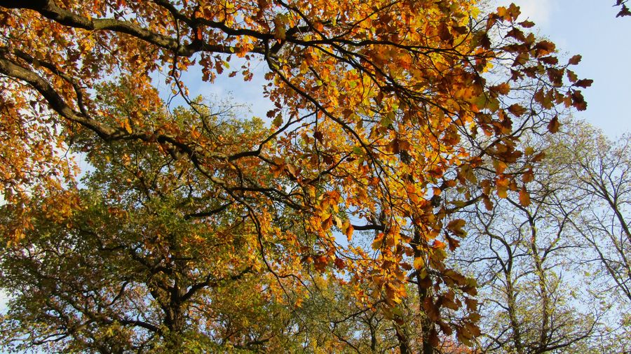 Autumn