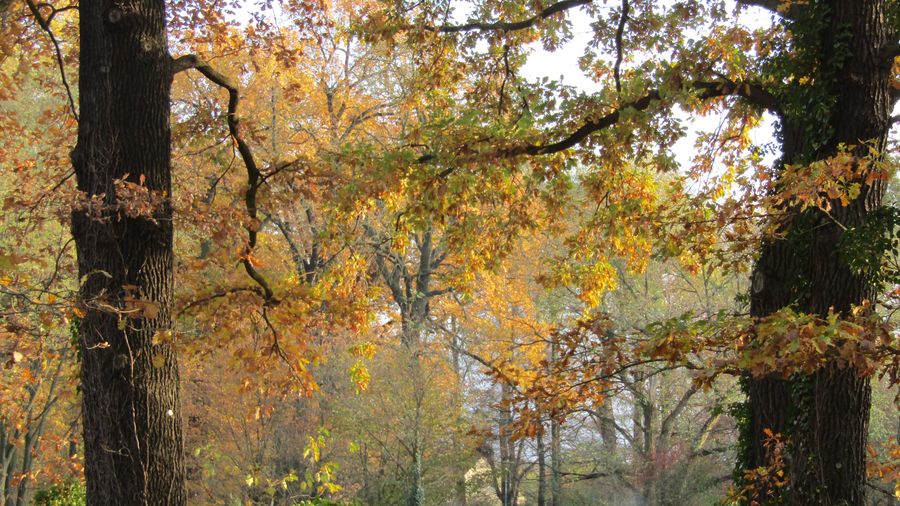 Autumn