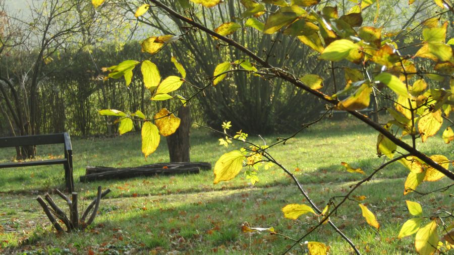 Autumn
