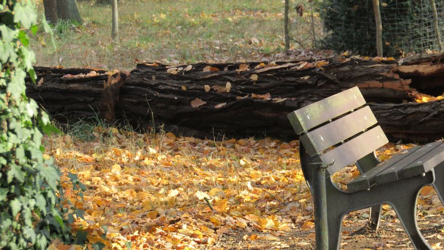 Autumn