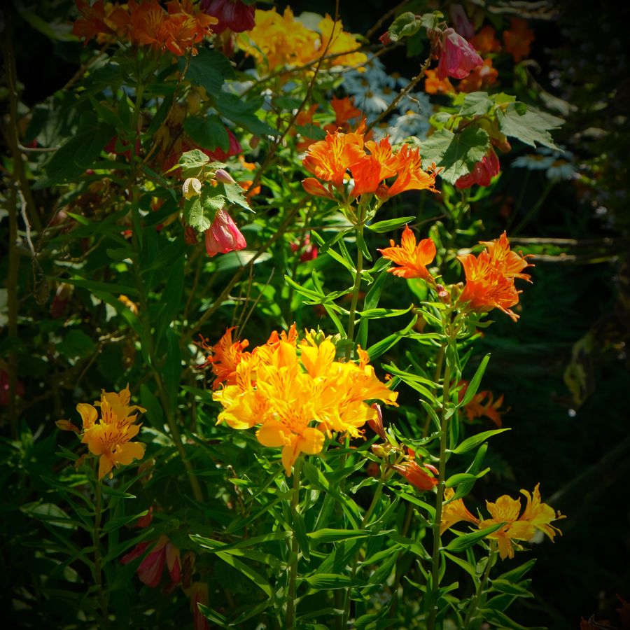 Fleurs 1 - Jardin Botanique de Roscoff