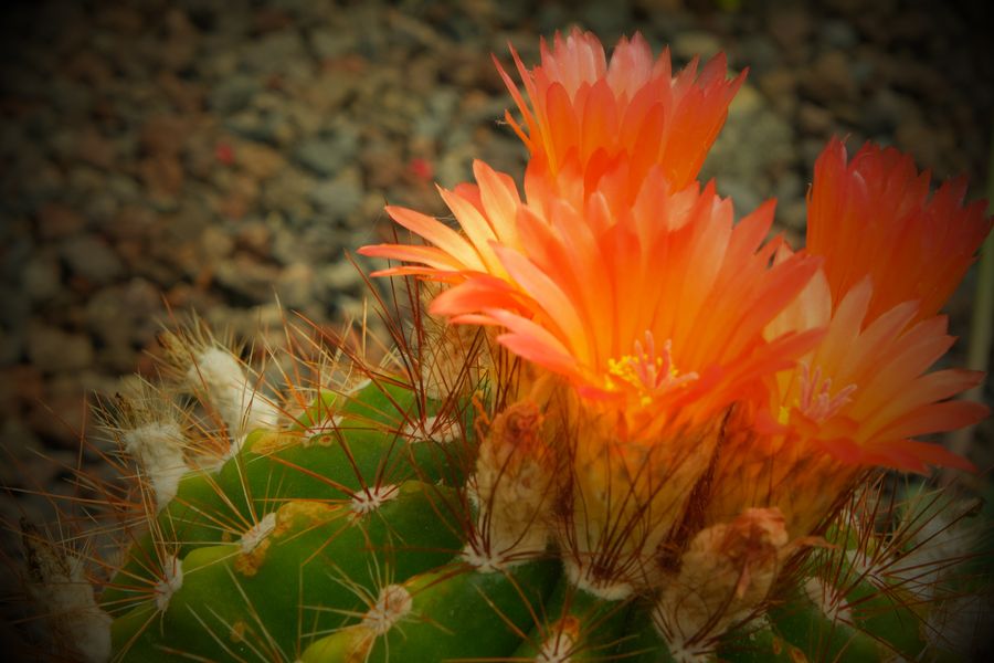 Fleurs 3 - Jardin Botanique de Roscoff