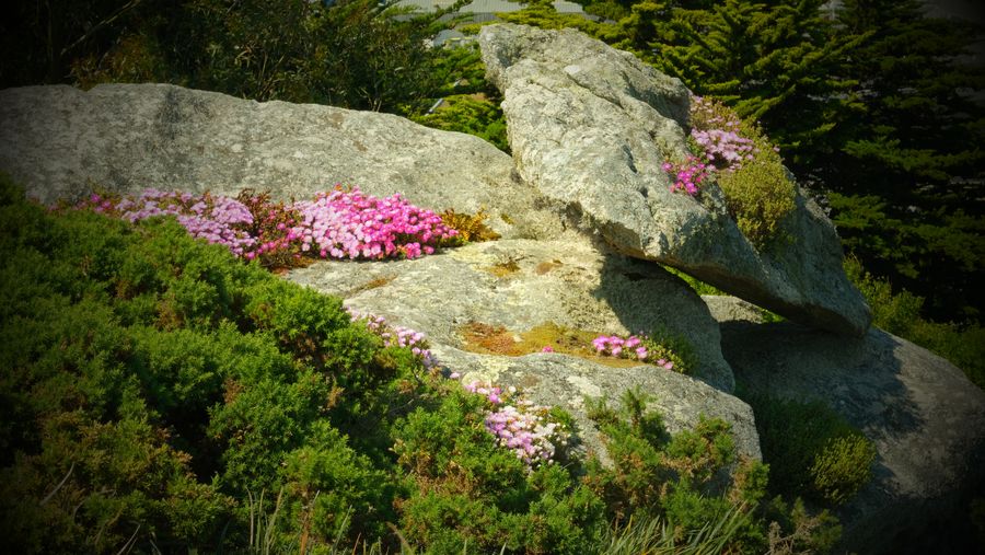 Fleurs 4 - Jardin Botanique de Roscoff