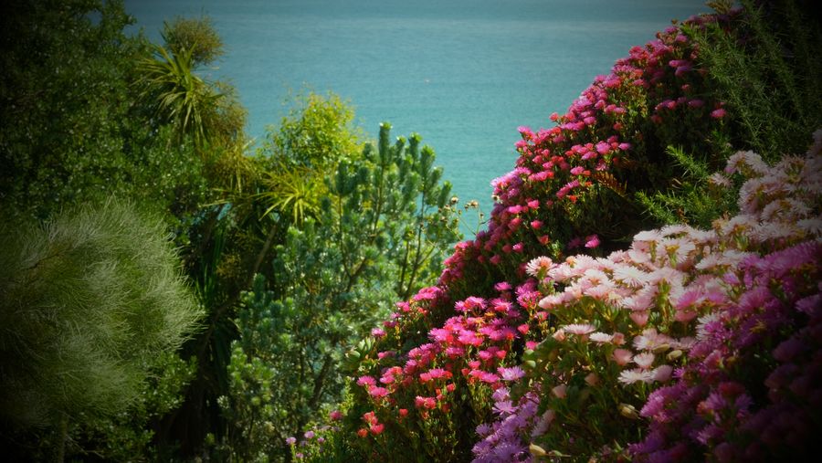 Fleurs 5 - Jardin Botanique de Roscoff
