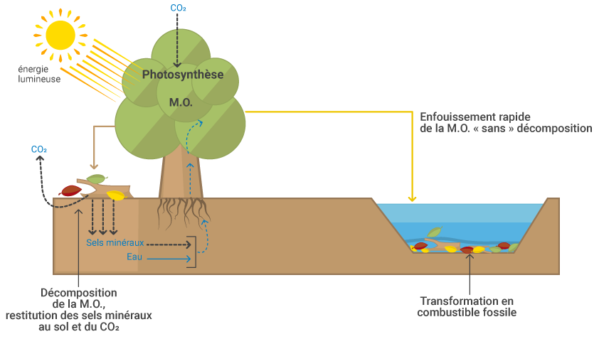 Photosynthèse, décomposition et enfouissement