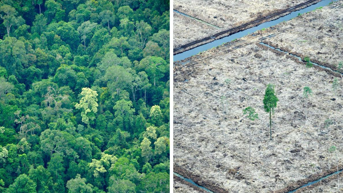 Déforestation