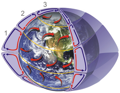 Les trois cellules de circulation