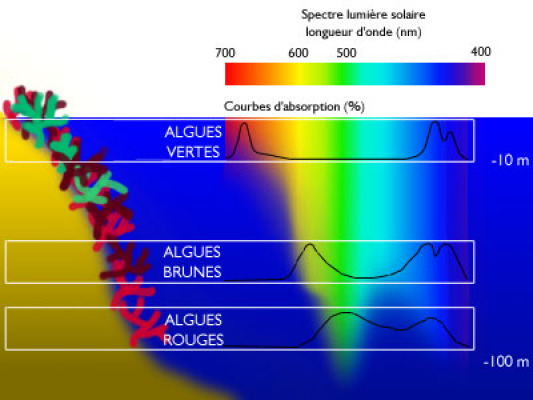 Spectres d'absorption des algues