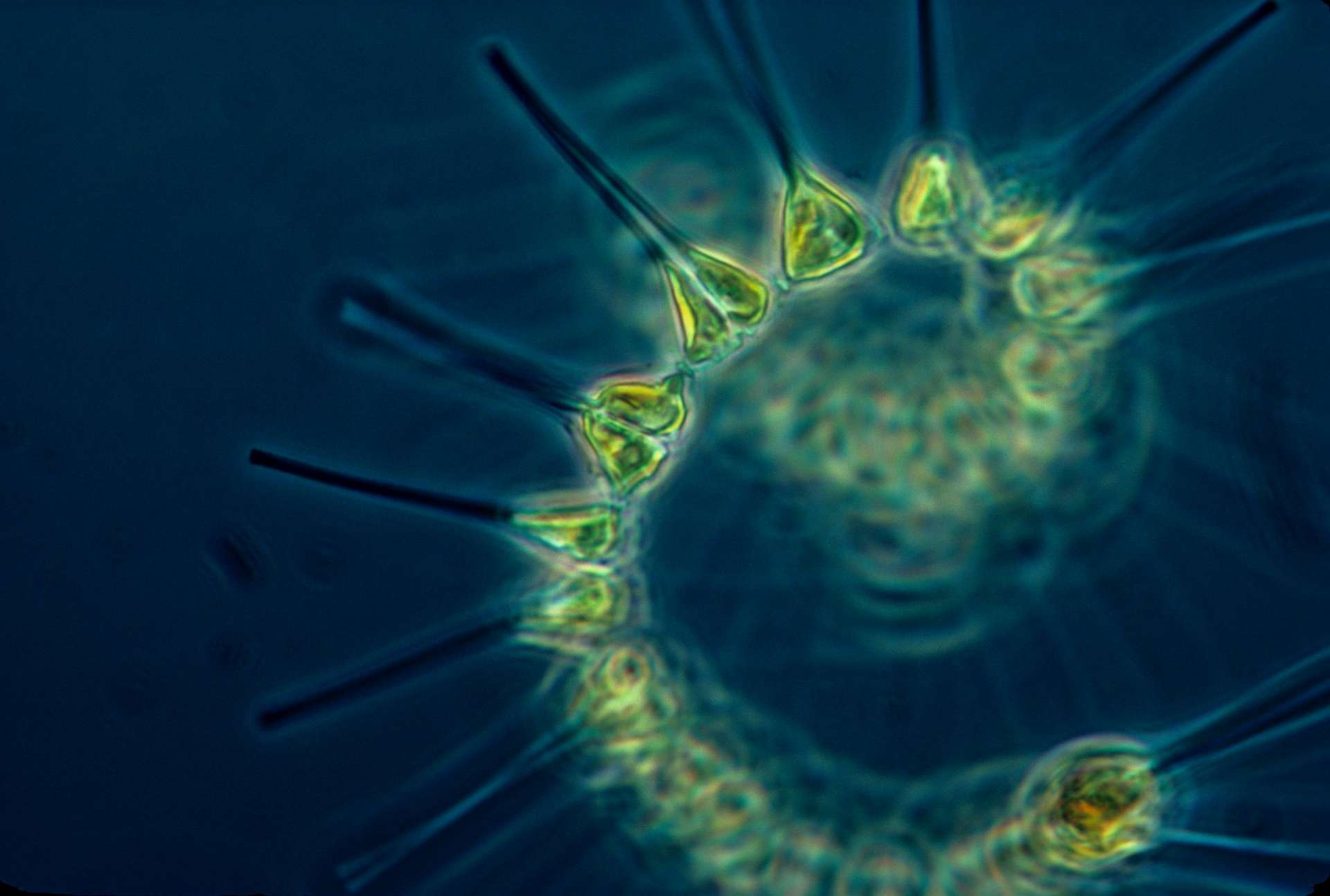 Phytoplancton