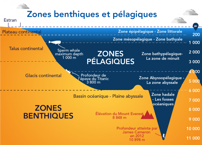 Zones benthiques et pélagiques