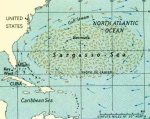 La mer des Sargasses