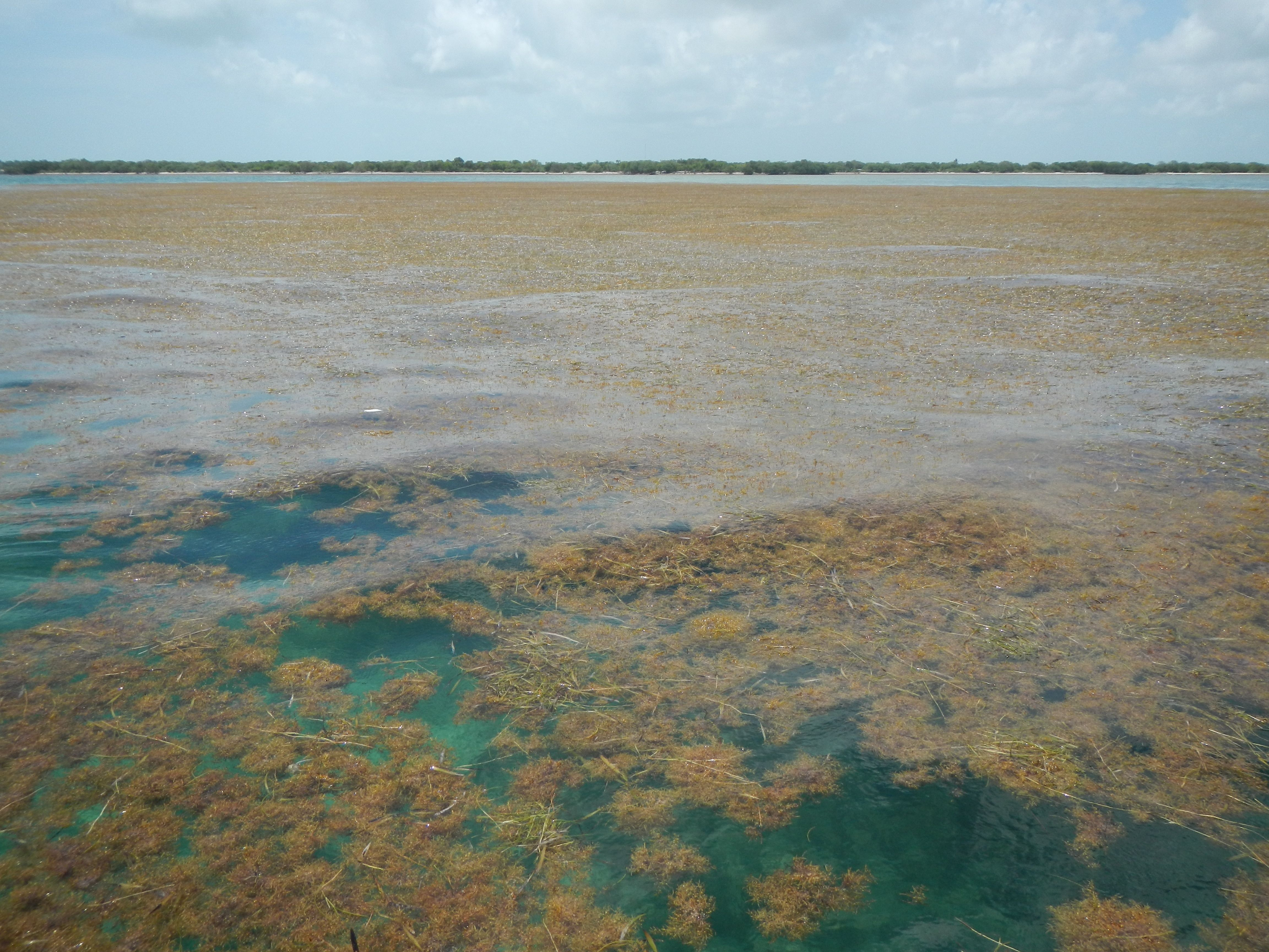 Algues Sargassum